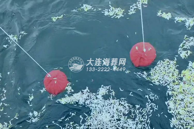 大连星海湾海域单户包船海葬现场